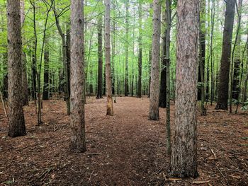 Pine trees in forest