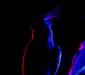 Close-up of illuminated blue light against black background