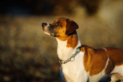 Side view of dog on field 