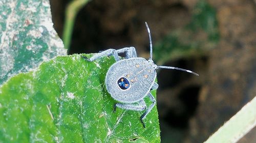 Close-up of butterfly on leaf