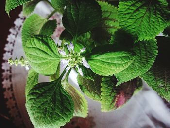 High angle view of potted plant leaves