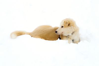 View of a dog over white background