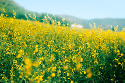 Scenic view of oilseed rape field against sky