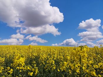 Scenic view of oilseed rape field against sky