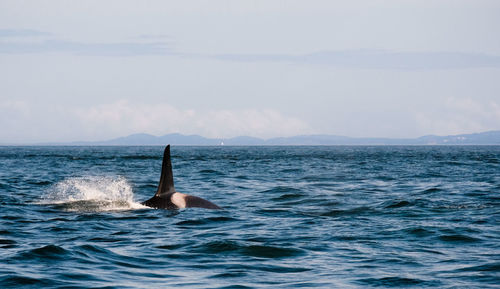 A super days sailing on the salish sea