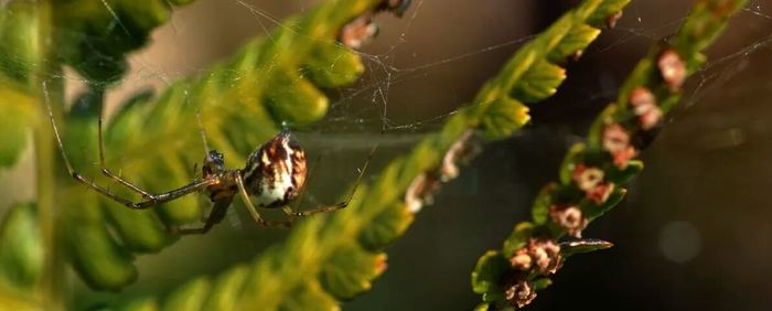 Close-up of spider web