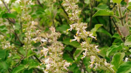 Close-up of white flowers