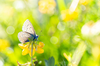 Close-up of butterfly pollinating on flower