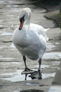 Close-up of swan on water