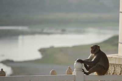 Monkey sitting on a sea