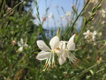 Close-up of white flowering plant