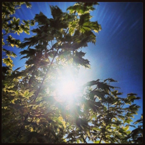 low angle view, tree, transfer print, sun, sunlight, sunbeam, growth, auto post production filter, nature, lens flare, beauty in nature, sky, branch, tranquility, sunny, leaf, day, no people, scenics, outdoors