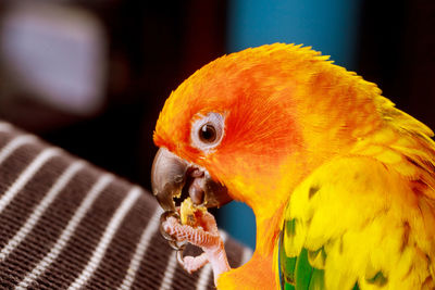 Close-up of parrot eating food