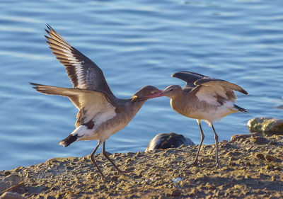 Seagulls perching on rock by sea