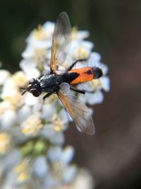 Close-up of insect on flower against blurred background