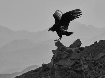 Bird flying over rock against sky