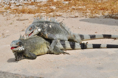 Two iguanas mating on a beach in aruba