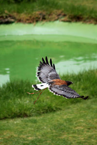 Bird flying over lake