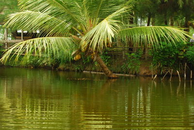 Palm trees by lake