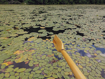 High angle view of lily pads in lake