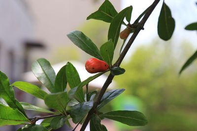 Close-up of ladybug on plant