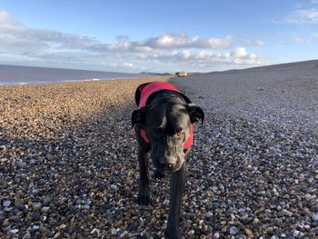 Dog on beach