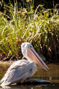 Close-up of gray heron on lake