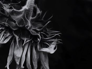 Close-up of flower over black background