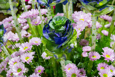 Close-up of insect on purple flowering plant