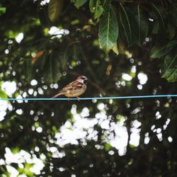 Low angle view of bird perching on tree