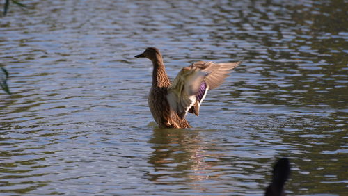 Duck swimming in lake