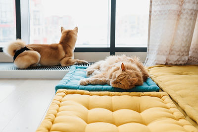 Cat sleeping on bed at home