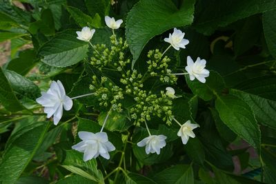 Close-up of white flowers