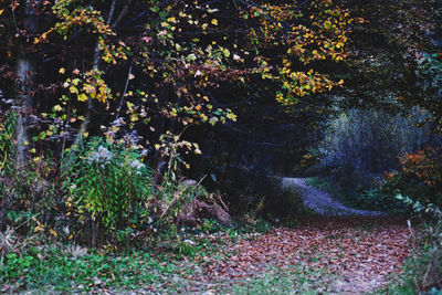 View of flowering plants in forest