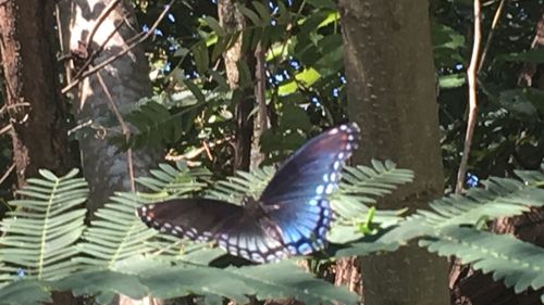 Close-up of butterfly on plant