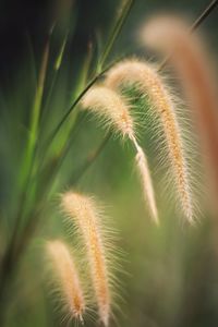 Close-up of plant