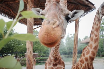 Close-up of horse in zoo