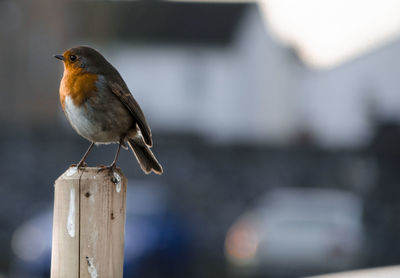 Close-up of bird perching on wooden post