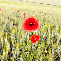 Close-up of poppy growing in field