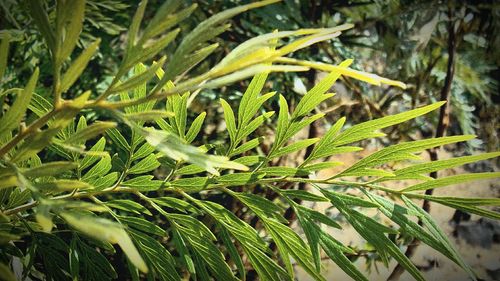 Close-up of plant