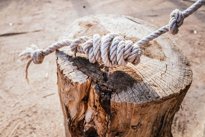 Close-up of rope tied on tree stump