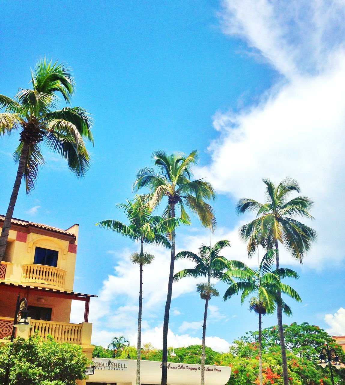 palm tree, tree, low angle view, sky, blue, growth, cloud, cloud - sky, nature, tree trunk, coconut palm tree, tranquility, beauty in nature, green color, day, built structure, scenics, building exterior, outdoors, no people