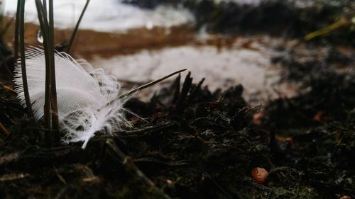 Close-up of grass during winter