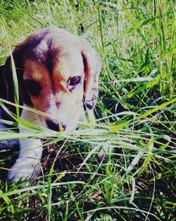 Close-up of dog on field