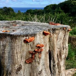 Close-up of lizard on tree trunk