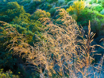 Close-up of plants growing on field