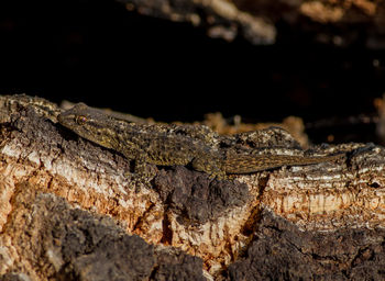 Close-up of lizard on tree trunk