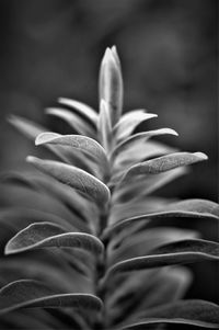 Close-up of leaves