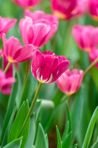 Close-up of pink tulips