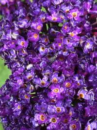 Full frame shot of purple flowering plants